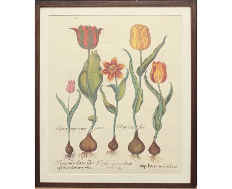Two botanical pictures, comprising - 1. After Basilius Besler, Tulips, reproduction colour print, 19¼ x 16in (48.8 x 40.6cm),