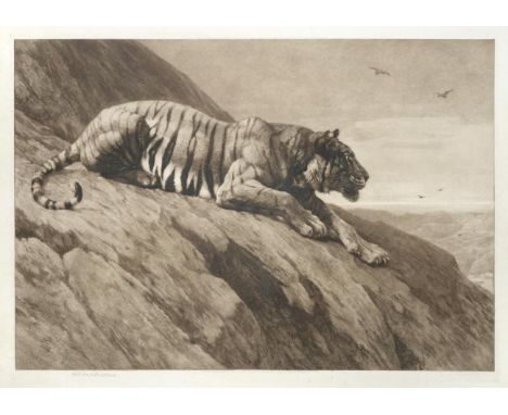 After Herbert Dicksee (1862-1942) Tiger Signed and dated 1900, etching, 52.5cm by 73.5cm  