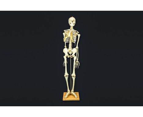 life-size anatomical skeleton modelLevensgroot anatomisch skelet model  -  hoogte : 166 cm