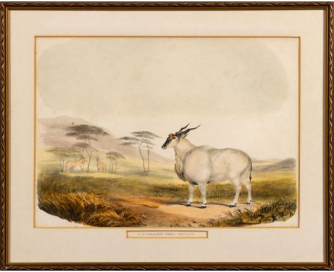 Captain William Cornwallis HarrisVI. BOSELAPHUS OREAS:- THE ELANDLondon: W Pickering, [1840]Hand coloured lithograph, foxing,