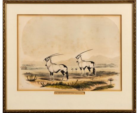 Captain William Cornwallis HarrisIX. ORYX CAPENSIS:- GEMSBOKLondon: W Pickering, [1840]Hand coloured lithograph, foxing, wind