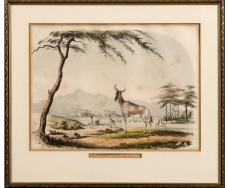 Captain William Cornwallis HarrisVIII: ACRONOTUS LUNATA:- THE SASSAYBELondon: W Pickering, [1840]Hand coloured lithograph, fo