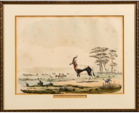 Captain William Cornwallis HarrisXVII. GAZELLA PYGARGA:- THE BONTEBOKLondon: W Pickering, [1840] Hand coloured lithograph, fo