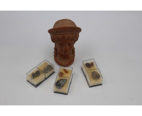 A collection of Fossil specimens including Amber and a terracotta head (7)