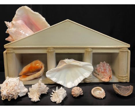 Natural History - a collection of shells including large Conch, etc; corals, etc; an architectural display stand 