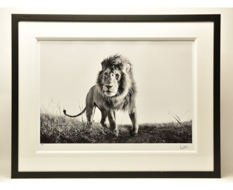 ANUP SHAH (KENYA CONTEMPORARY) 'HUNTER', a signed limited edition photographic print of a lion, 23/150 with certificate, appr