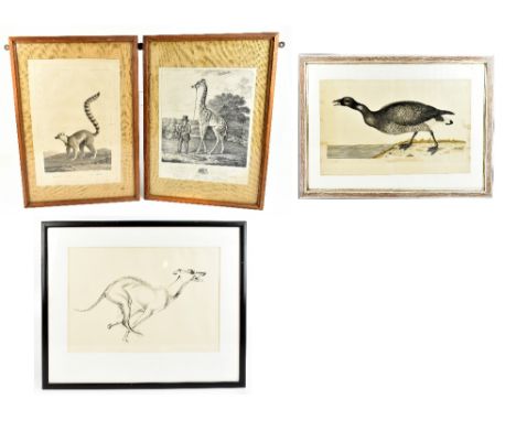 Three 19th century animal engravings comprising 'This portrait of the giraffe accompanied by his keeper taking an airing at C