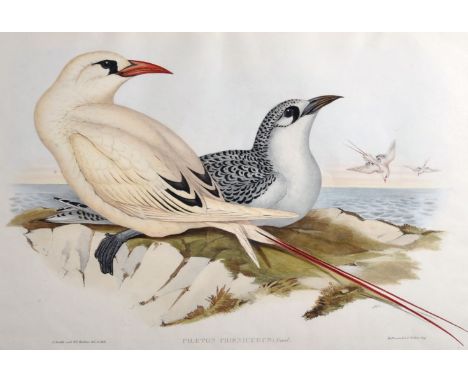 John Gould (1804-1881) and Henry Constantine Richter (1821-1902) British, 'Phaeton Phoenicus', Birds of Australia, Hand Colou