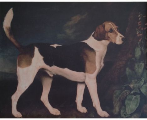 A COLOURED PRINT of a beagle. U.F. 44" x 37".