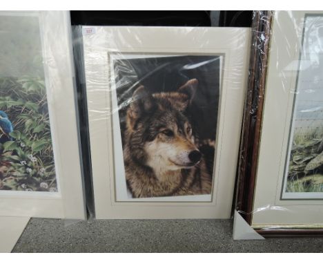 A print after Steven Townsend entitled Grey Wolf 326/500 Stamped and Signed Limited run  