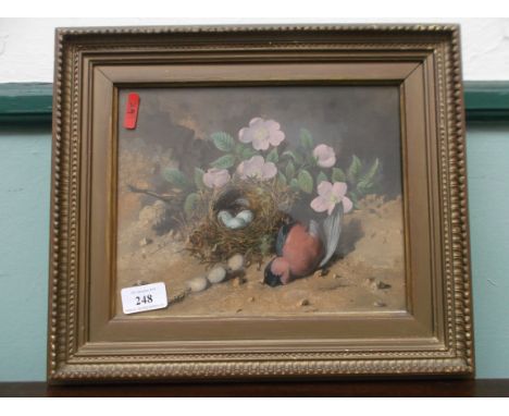 Gilt framed coloured print of a dead bullfinch beside nest