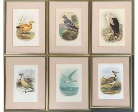 A set of six ornithilogical prints, 'The Angola Vulture', 'Rock Pigeon', 'Ruddy Shieldrake' etc, 24x15.5cm 