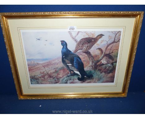 A gilt framed and mounted Ltd. Ed. 9/400 A. Thorburn 1926 Print depicting Black Grouse, 24" x 17 3/4".