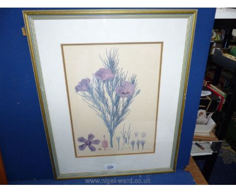 A Print of Flowers and flower Seed Heads.