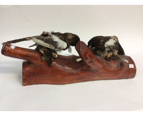 Taxidermy; A pair of stuffed Magpies, pecking away, standing on a branch, wall mounted 66 cms wide on trunk
