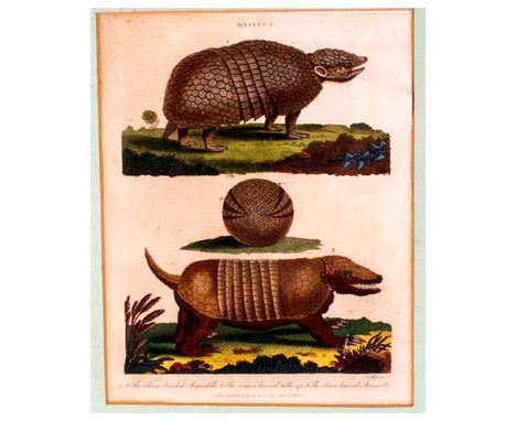 Coloured Antique Print Of Amadillo Published London, April 2nd 1803 by J Wilks. Framed & glazed. 14x12''
