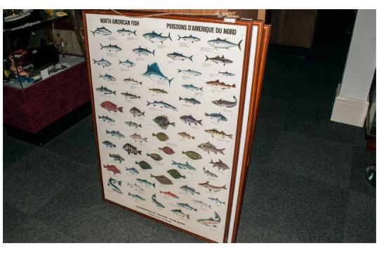 High quality photo of fishing yearbook hedehusene