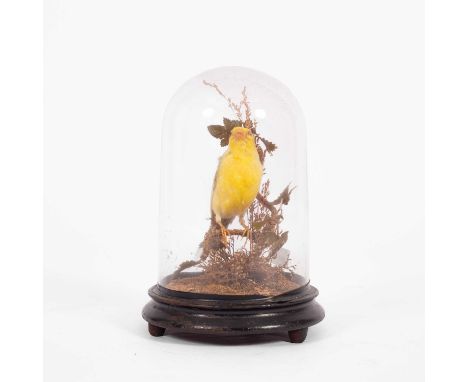 A Victorian taxidermy canary, perched on a branch amongst leaves and grasses, 22cm high