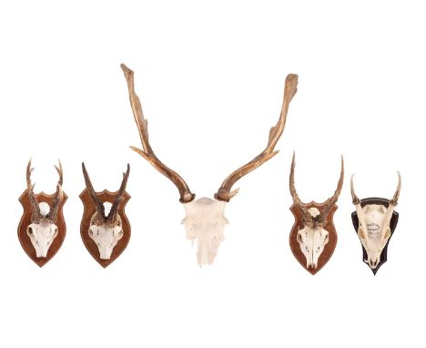 Four deer trophies, to include three red deer trophies, all mounted on wooden shield backs, an unmounted fallow deer trophy a