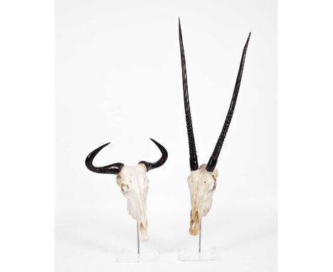Two mounted animal skulls to include a buffalo skull mounted on an acrylic base, 51cm wide, 65cm high, and a similarly mounte