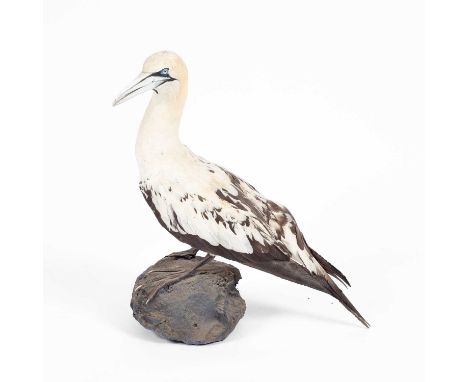 A taxidermy full mount gannet (morus bassana), modelled standing on a rock, 56cm highAll over good condition. Light brown sta