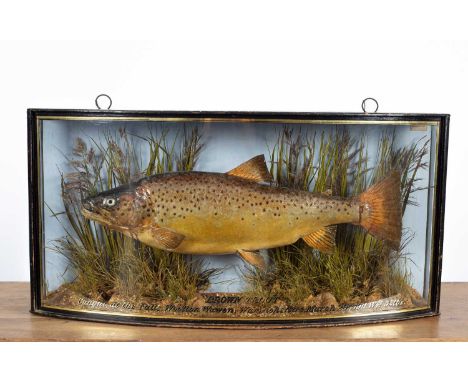 A taxidermy brown trout, preserved by J Cooper &amp; Sons, 29 Radnor St, London, in a bowfront glass panelled display case, i