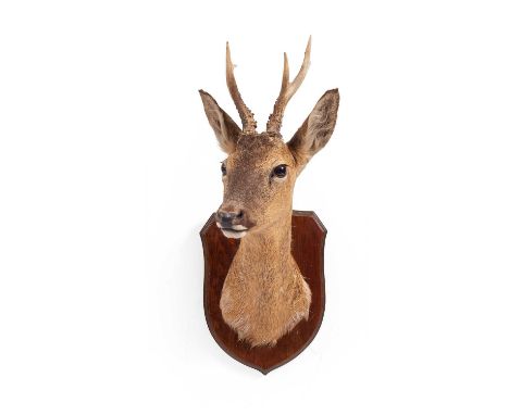 A taxidermy roe deer neck mount, by Animal Artistry, C J Elliott, Woodford, mounted on an oak shield, 23cm wide, 33cm deep, 6