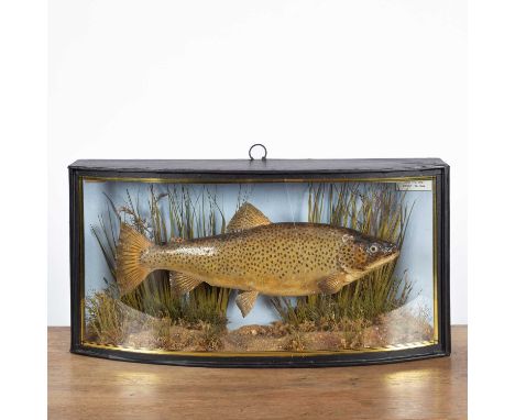 A cased taxidermy brown trout preserved by J Cooper &amp; Sons, 29 Radnor St, London, in a bowfront glass panelled display ca