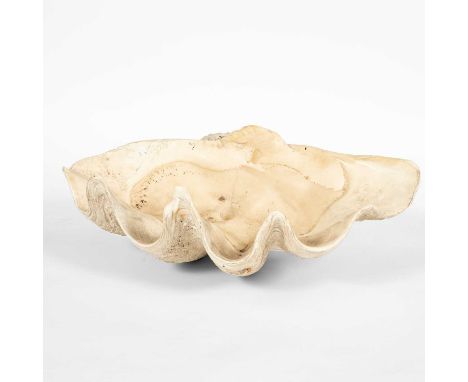 A giant clam shell, drilled for use as a basin or water feature, 67cm wide