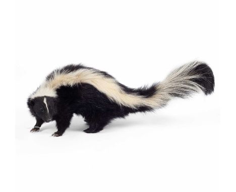A taxidermy skunk, standing four square, 62cm long