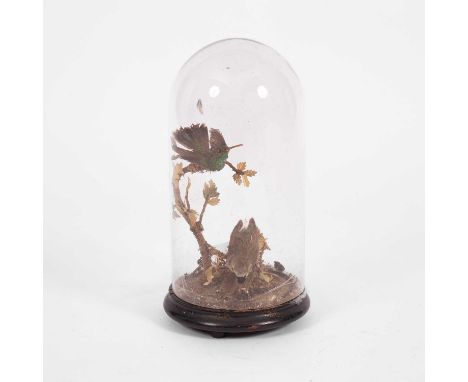Two taxidermy humming birds, late 19th Century, perched on a leafy branch (damages), under a glass dome