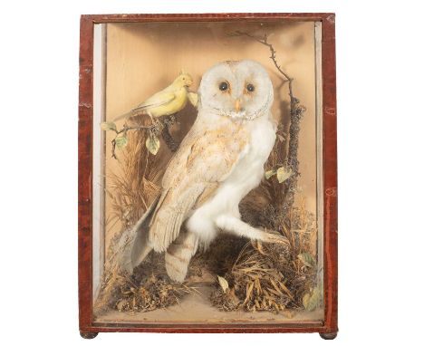 A taxidermy barn owl (Tyto Alba), early 20th Century, in a naturalistic setting with a canary, the glazed case 30.5cm wide, 1