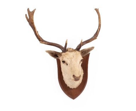 A taxidermy head of a white fallow stag, by P Spicer &amp; Sons, Leamington, mounted on an oak shield with stamped makers mar