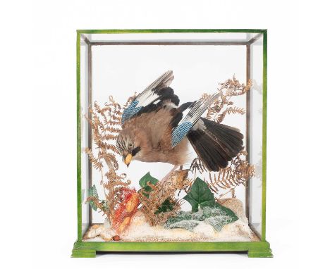 A taxidermy bluejay (garrulus glandarius) catching peanuts within a glazed and green painted wood case, labelled for 'Animal 