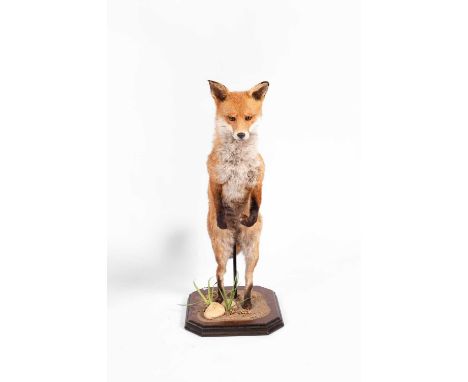 A taxidermy leaping fox on an octagonal wooden base, 94cm highThe rear right leg is broken and therefor the fox is very unste