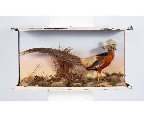 A taxidermy golden pheasant, within a naturalistic landscape (damages), 50cm x 94cm