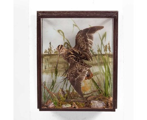 A cased taxidermy snipe, against a painted grassy landscape, by C J Elliott, Woodford, 33cm wide, 13cm deep, 40.5cm high