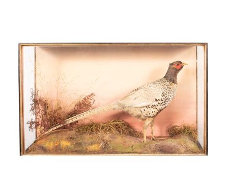 A taxidermy pheasant in a rectangular glazed case, 80cm wide, 22.5cm deep, 49cm high