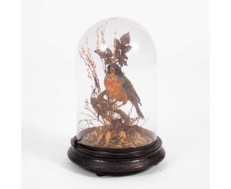 A Victorian taxidermy painted bunting bird (Passerina ciri), perched on a bush amongst leaves and grasses under a glass dome,