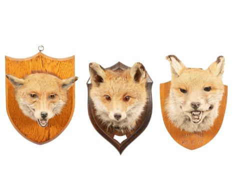 Three taxidermy fox masks to include one by K. W. Hutchings marked 'United 26.12.59', another with pasted letter to back from