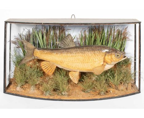 A cased taxidermy chubb within a bowfronted case, 66cm wide, 18cm deep, 34cm highThe glass previously labelled 'caught in the