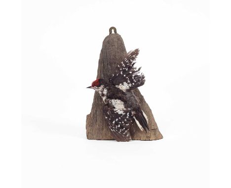 A taxidermy great spotted woodpecker, mounted on a log, 29cm high