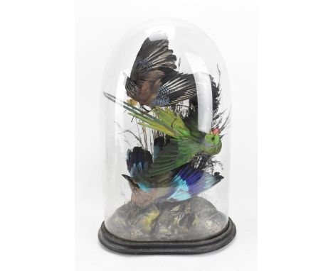 Taxidermy- A Victorian dome cased trio of birds, to include a Eurasian jay bird, Indian Roller bird, and Rose-ringed parakeet
