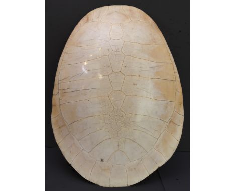 An Arrau or giant South American skeletal turtle carapace (podocnemis expansa): a good light blonde example (68.5cm long x 52