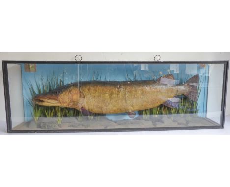 A very large cased pike taxidermy; handwritten paper label top left 'PIKE LOCH LAGGAN 31lb 7oz. 15TH OCT. 1928', paper label 