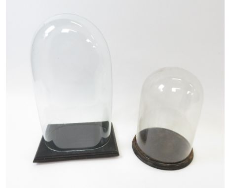 Two vintage taxidermy domes, with each black painted base, 37cm high and 55cm high