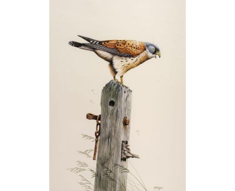 * Hughes (H.R.). Windscreamer (Kestrel), gouache and watercolour, depicting a kestrel atop an old wooden gate post, with gras