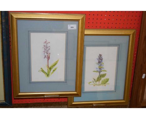 J E Looke, studies Bugle and Early Purple Orchid, watercolours, gilt framed and glazed (2)
