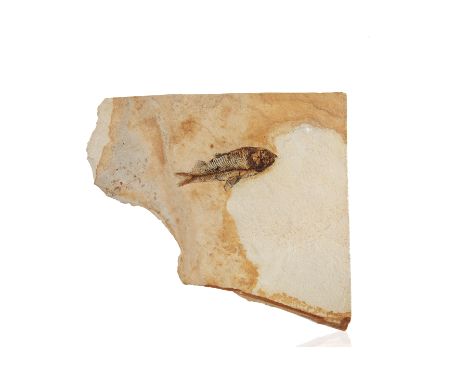 AN EOCENE EPOCH FOSSILIZED KNIGHTIA FISHshowing a Knightia sp. in limestone; length of specimen: 8 cm (3 1/8 in.), overall di