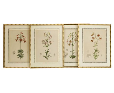 Four botanical prints with applied watercolourLILIUM KELLOGGII;LILIUM OCCIDENTALE;LILIUM BOLANDERI;LILIUM LANKONGENSEeach 5 x